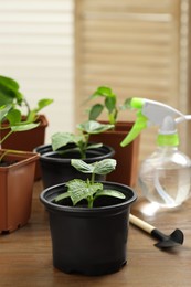 Photo of Seedlings growing in plastic containers with soil, gardening shovel and spray bottle on wooden table