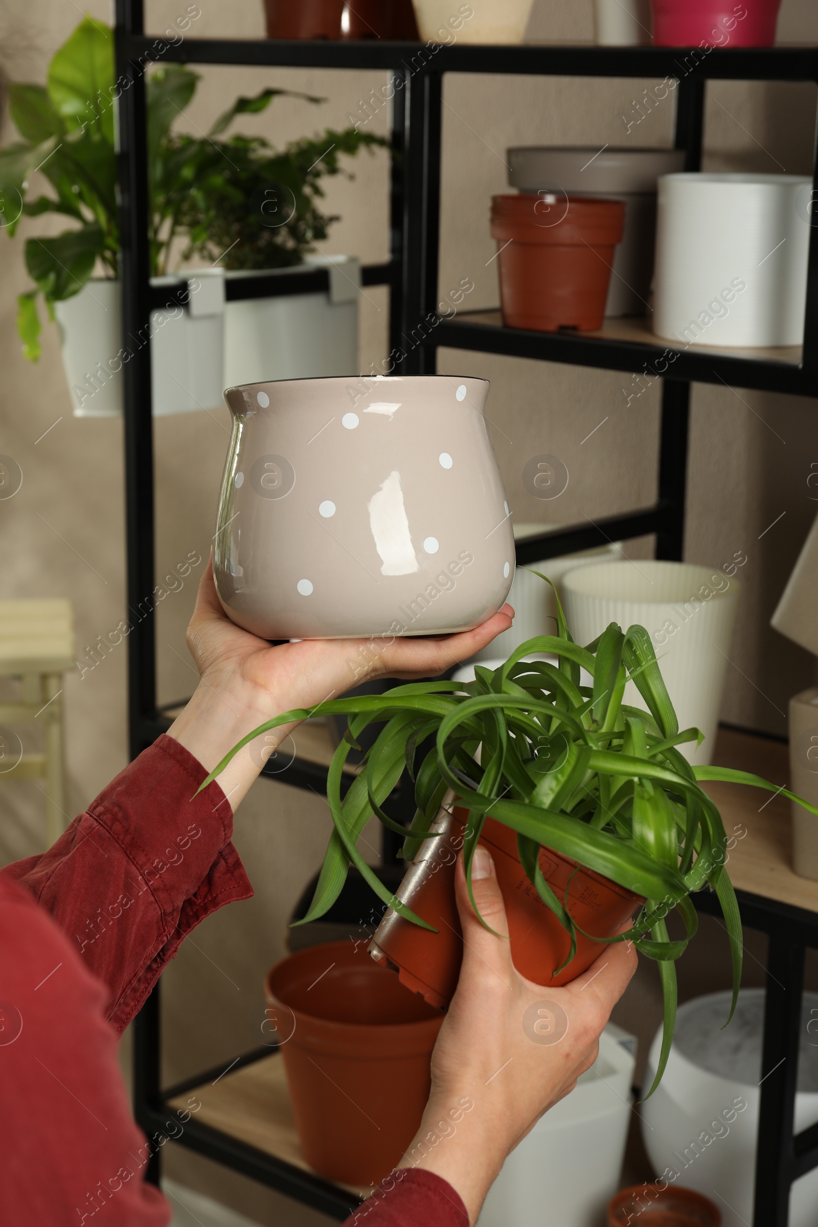 Photo of Woman holding houseplant and new pot indoors, closeup