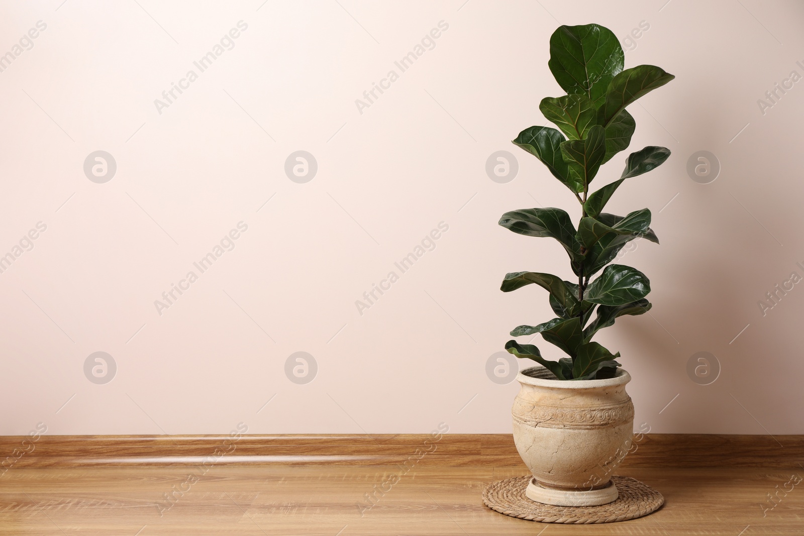 Photo of Beautiful ficus plant in pot on floor indoors, space for text. House decor