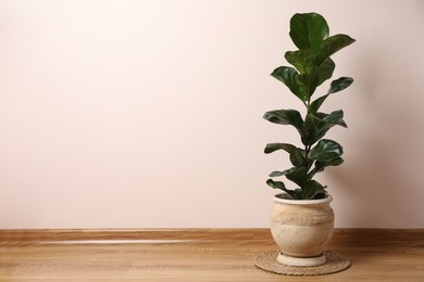Photo of Beautiful ficus plant in pot on floor indoors, space for text. House decor