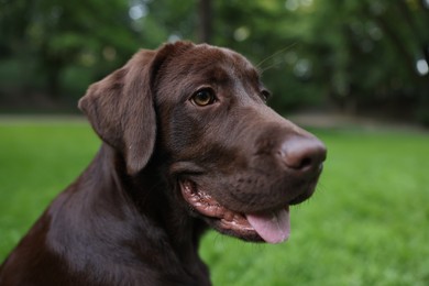 Adorable Labrador Retriever dog in park, closeup