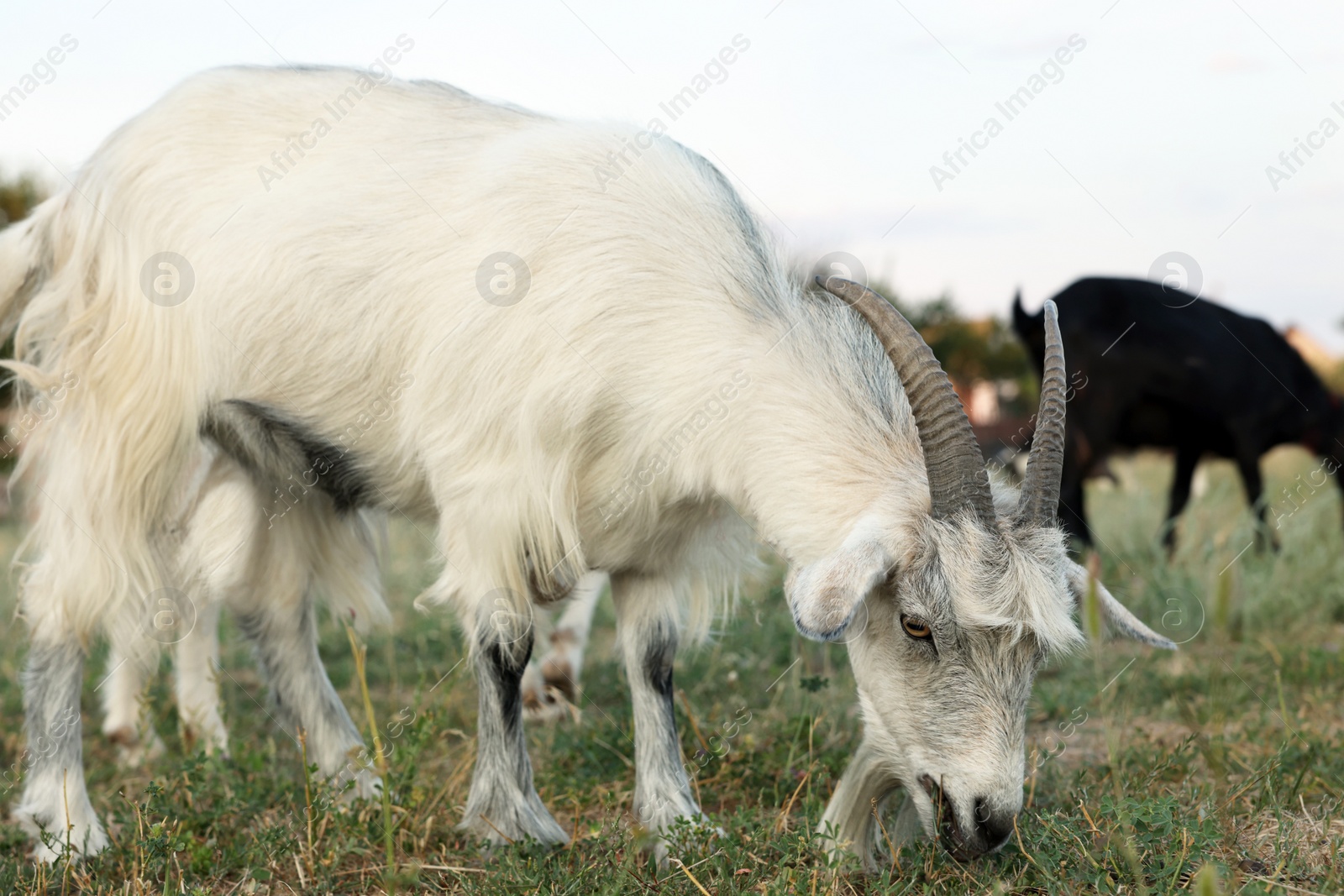 Photo of Goats on pasture at farm. Animal husbandry