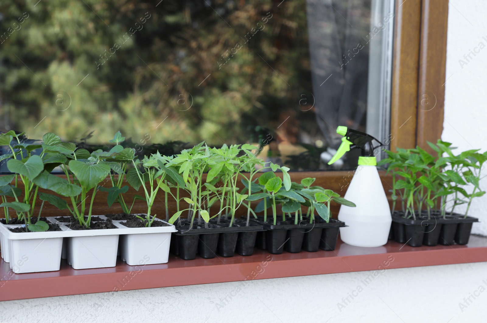 Photo of Seedlings growing in plastic containers with soil and spray bottle on windowsill