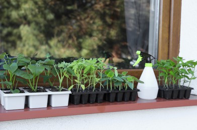 Photo of Seedlings growing in plastic containers with soil and spray bottle on windowsill