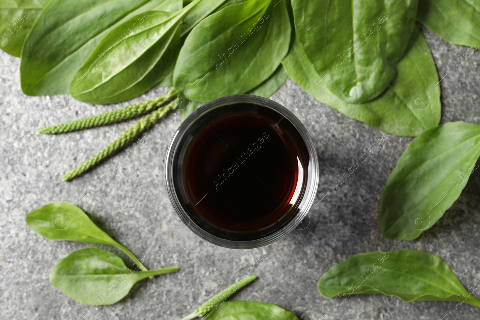 Photo of Broadleaf plantain tincture on grey table, flat lay