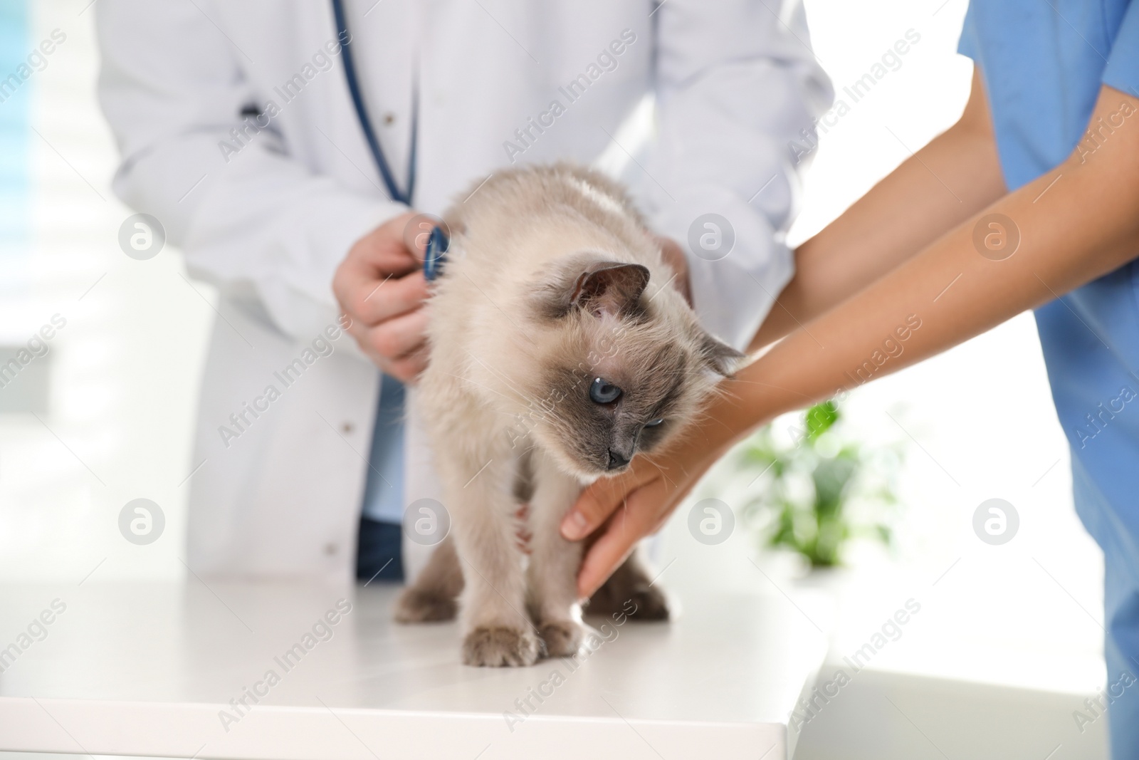 Photo of Professional veterinarians examining cat in clinic, closeup