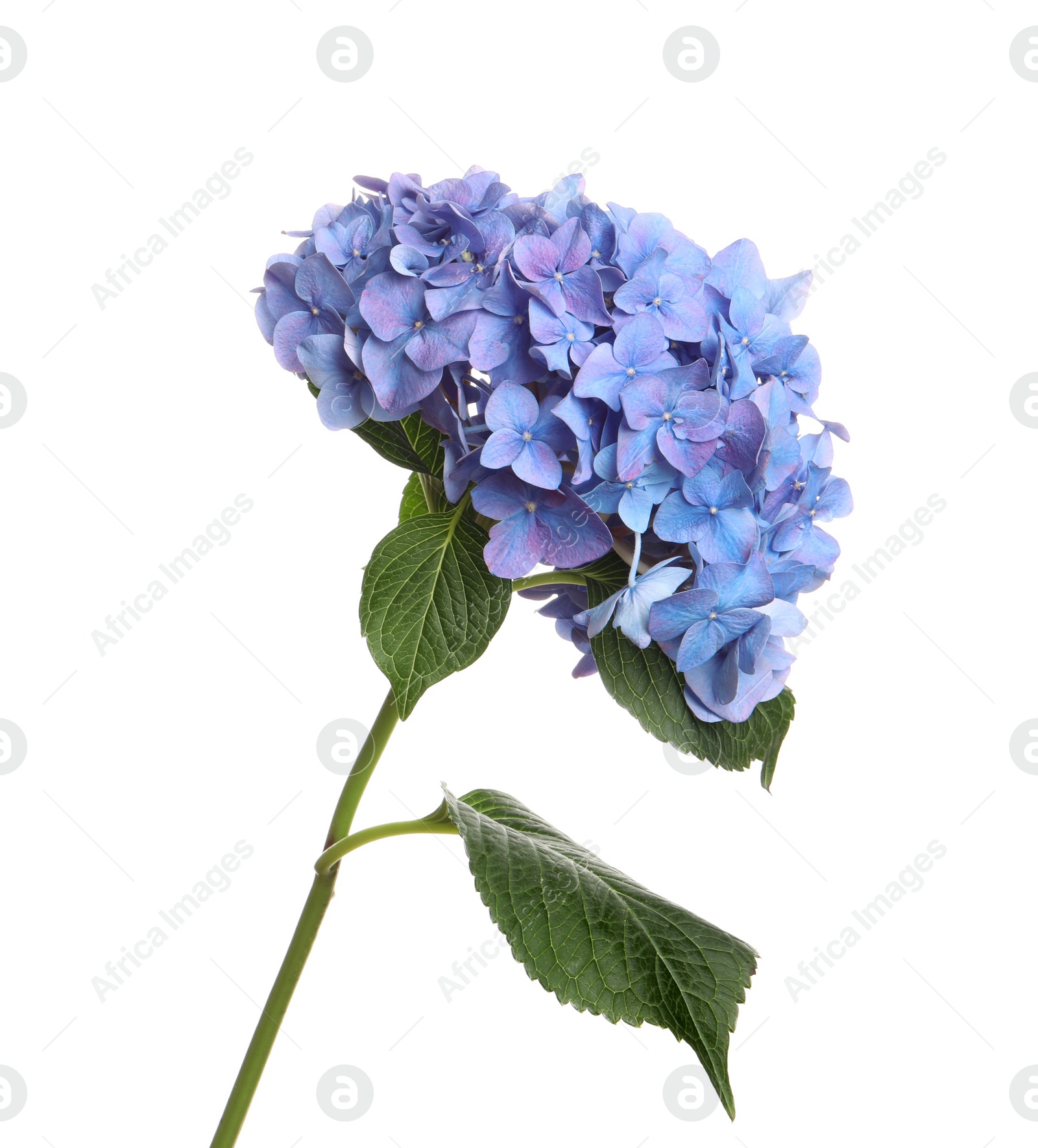 Photo of Branch of hortensia plant with delicate flowers on white background