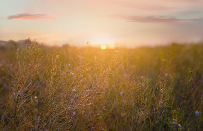 Photo of Beautiful view of field at sunrise. Early morning landscape