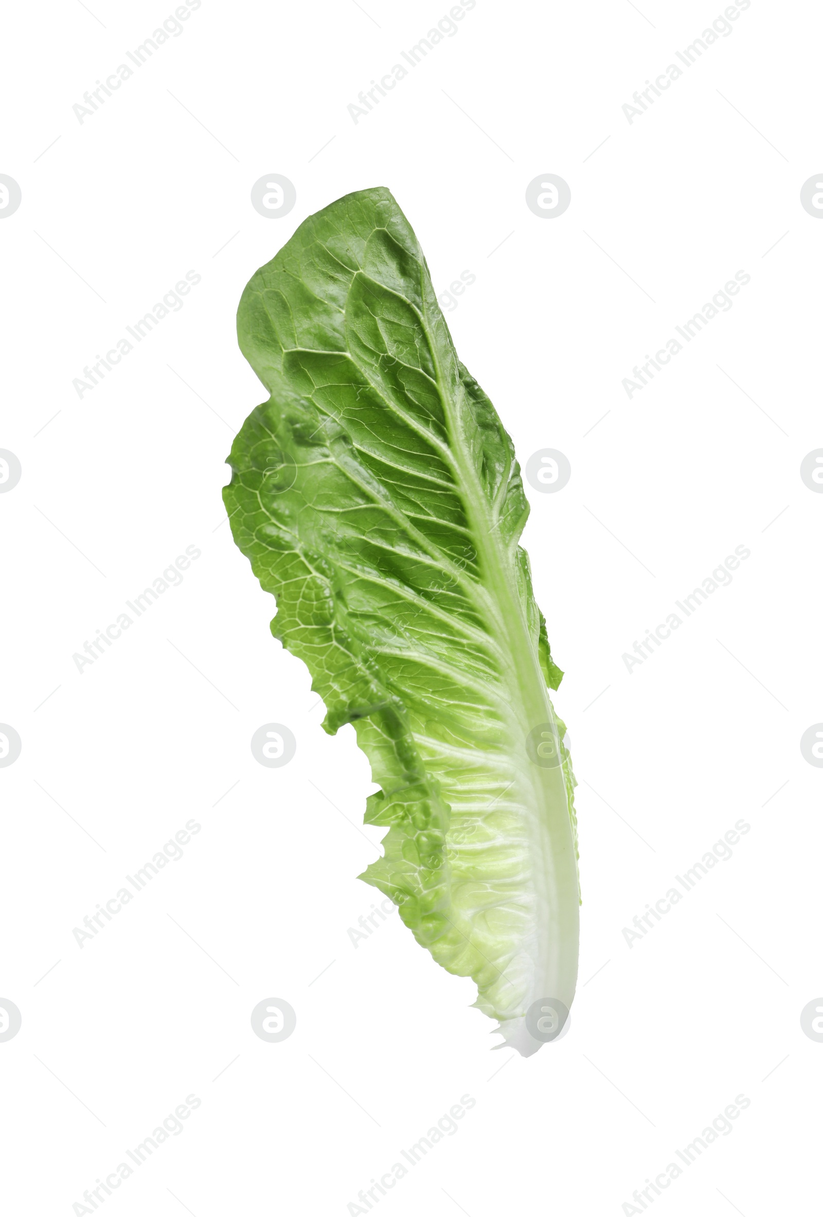 Photo of Fresh leaf of green romaine lettuce isolated on white