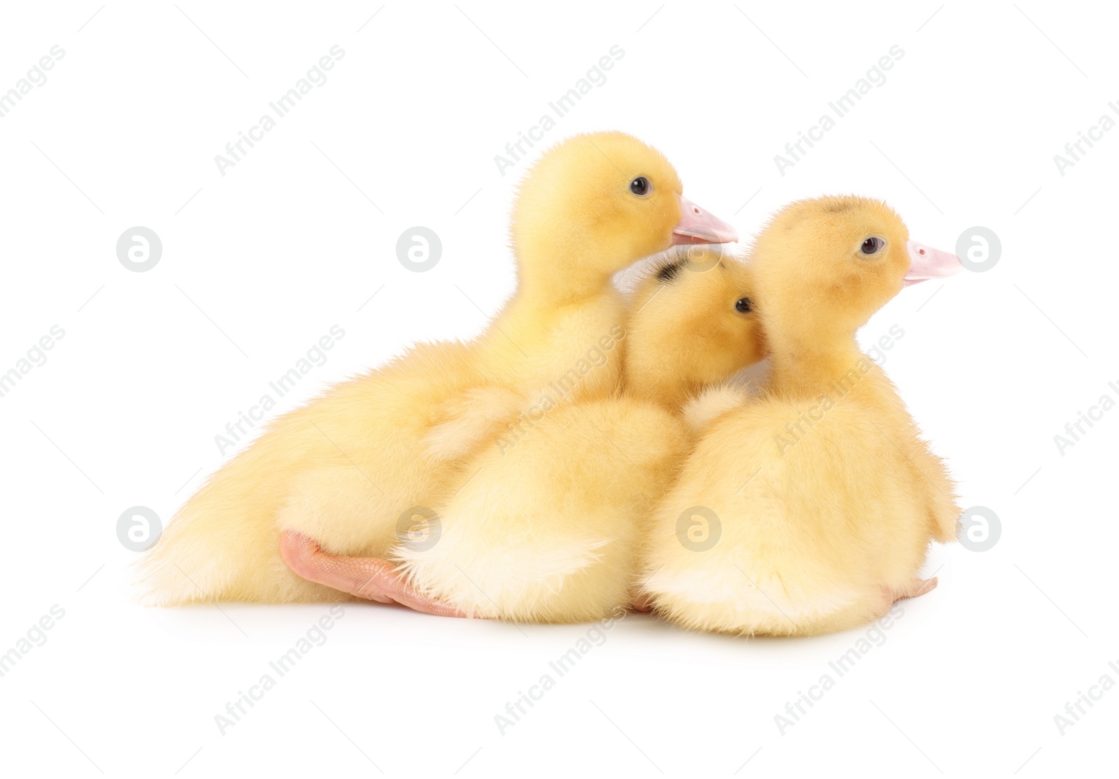 Photo of Baby animals. Cute fluffy ducklings on white background