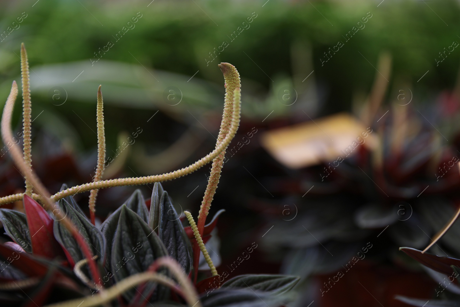 Photo of Beautiful plant in floral shop, closeup. Space for text