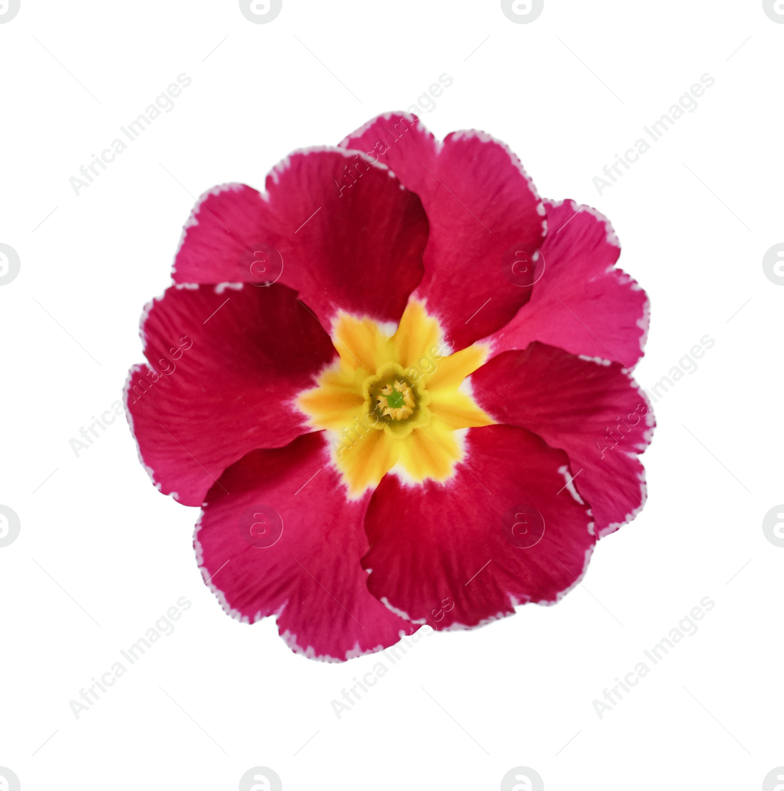 Photo of Beautiful burgundy primula (primrose) flower isolated on white. Spring blossom