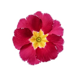 Beautiful burgundy primula (primrose) flower isolated on white. Spring blossom