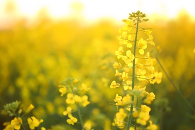 Photo of Blossoming yellow flowers in field on spring morning, closeup