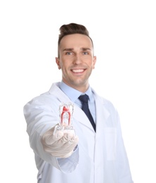 Male dentist holding tooth model on white background