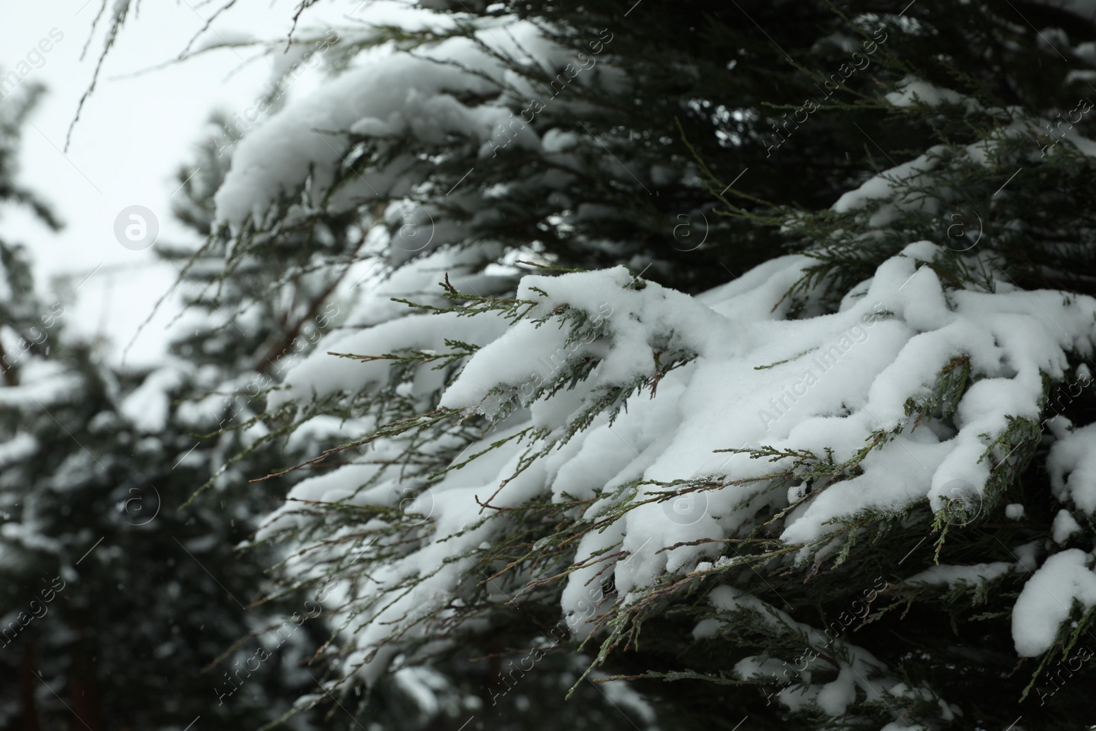 Photo of Fir tree covered with snow on winter day