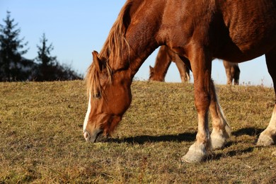 Beautiful horse grazing outdoors on sunny day