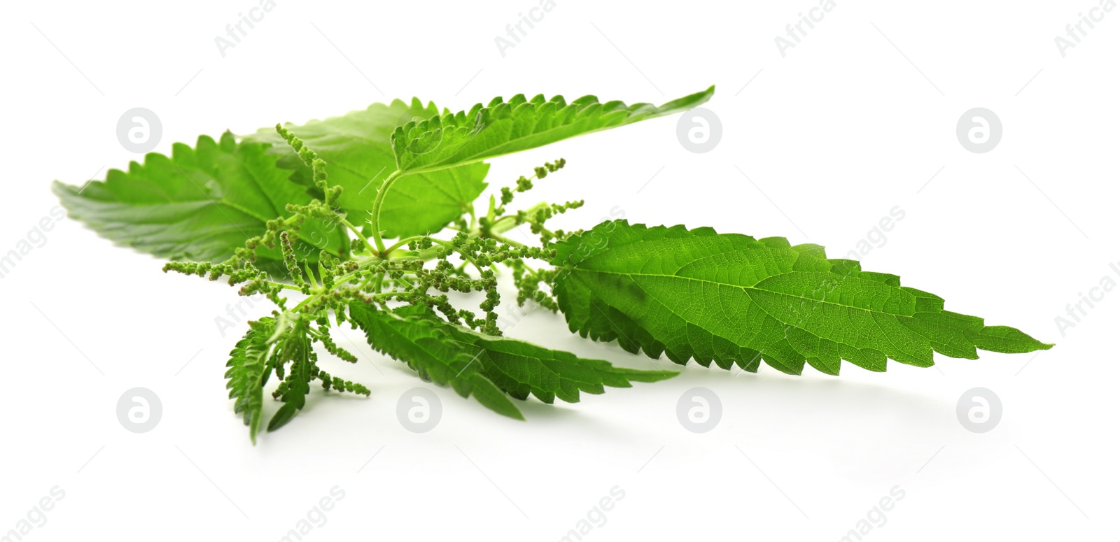 Photo of Fresh stinging nettle plant on white background