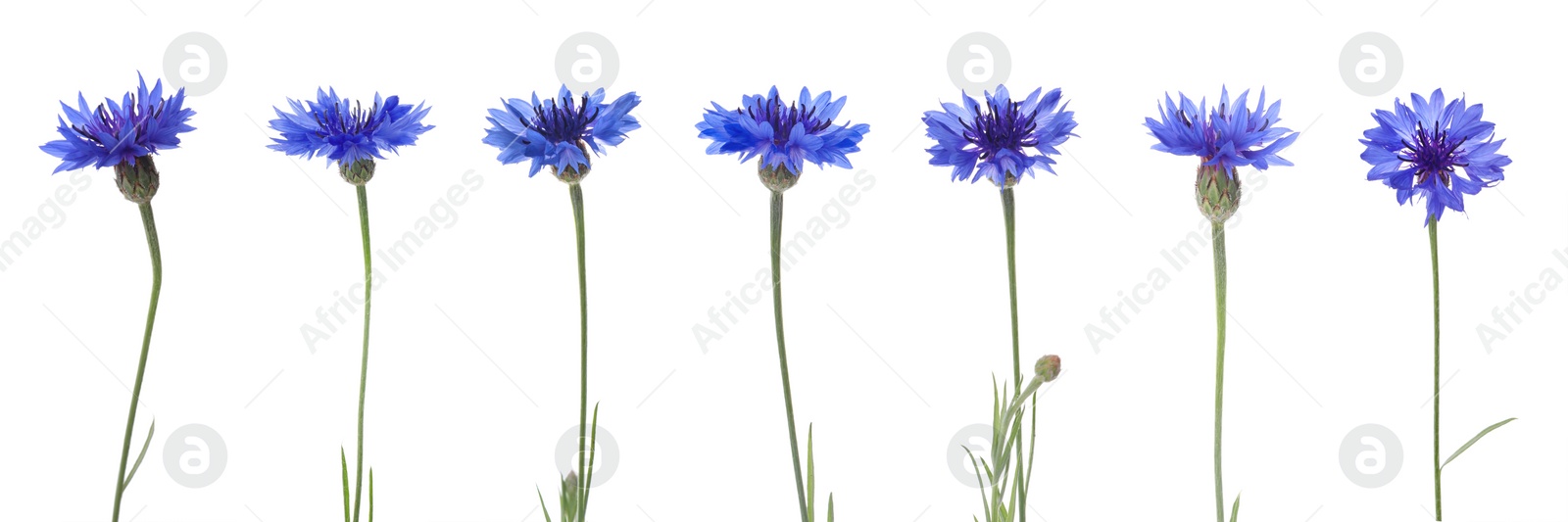 Image of Set with beautiful blue cornflowers on white background. Banner design