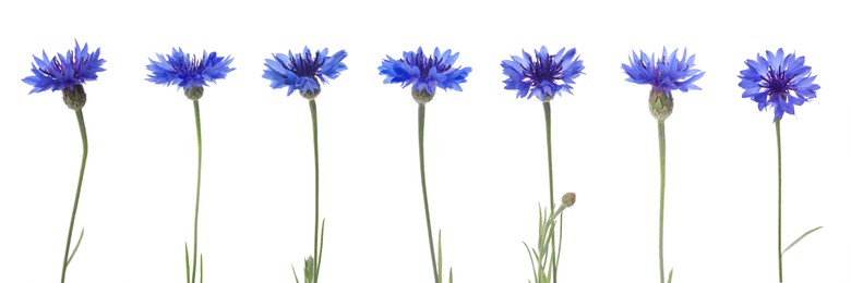 Set with beautiful blue cornflowers on white background. Banner design