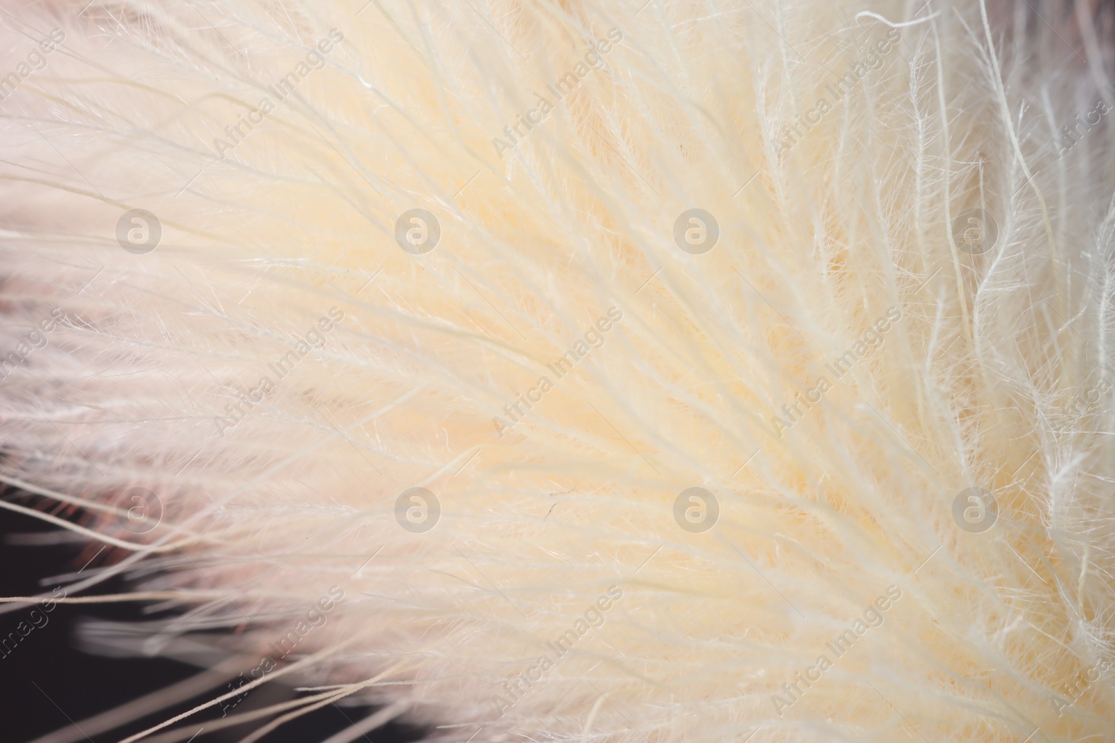 Photo of Texture of beautiful dried Lagurus plant, macro view