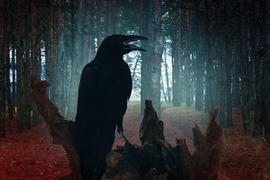 Image of Black crow croaking in forest. Fantasy world