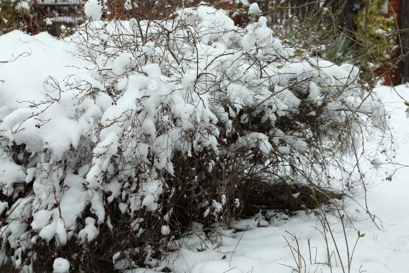 Photo of Bushes covered with snow on winter day