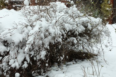 Bushes covered with snow on winter day