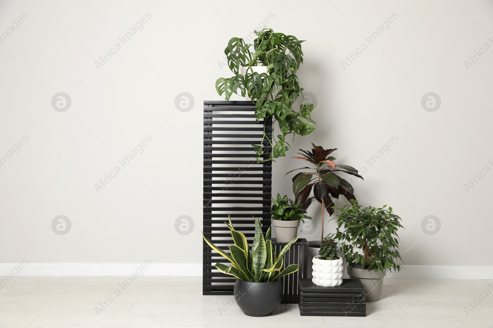 Photo of Many houseplants on floor near white wall. Stylish interior design