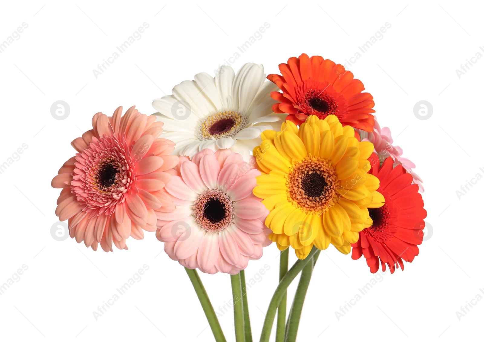 Photo of Bouquet of beautiful colorful gerbera flowers on white background