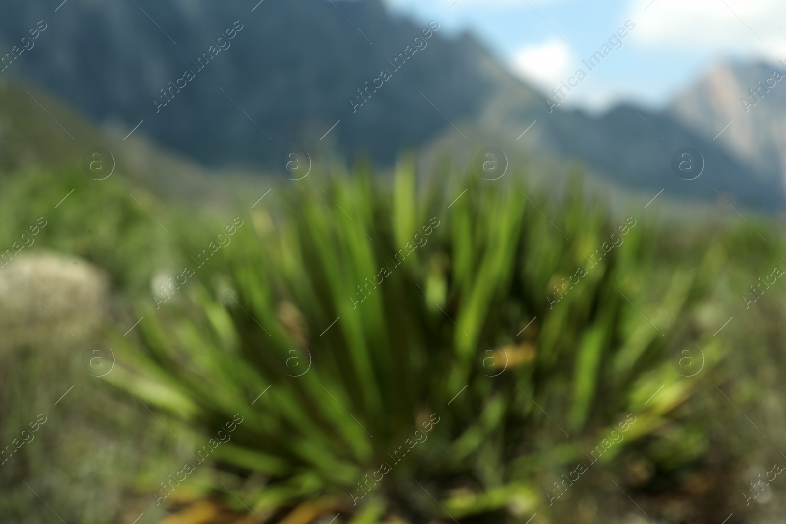 Photo of Beautiful green agave growing outdoors, blurred view