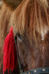 Photo of Closeup view of beautiful horse with bridle