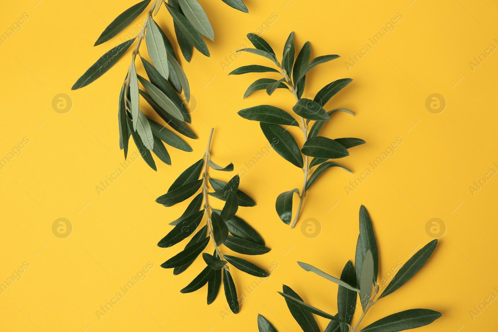 Photo of Olive twigs with fresh green leaves on yellow background, flat lay