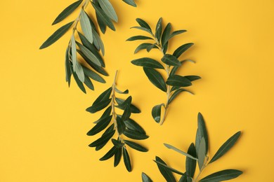 Olive twigs with fresh green leaves on yellow background, flat lay