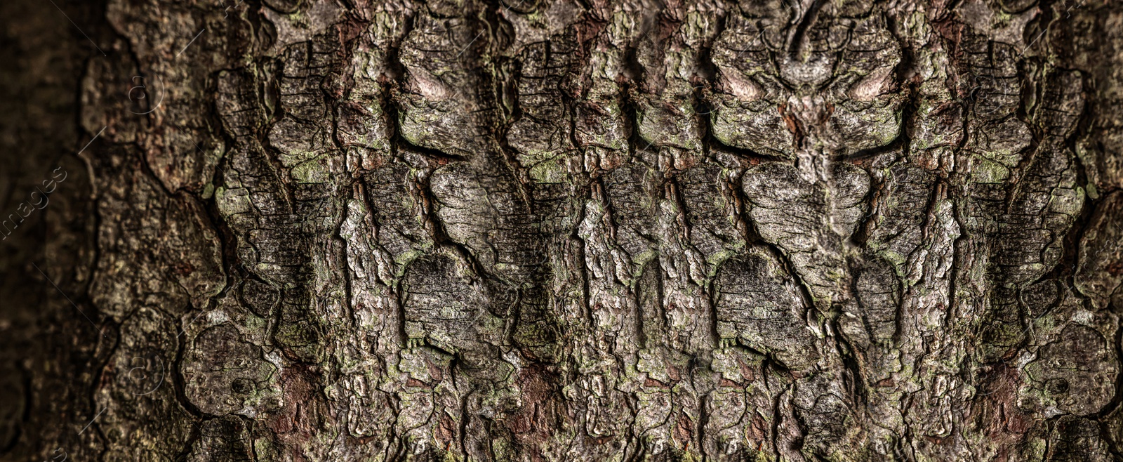 Image of Texture of tree bark as background, closeup view. Banner design