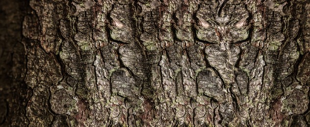 Image of Texture of tree bark as background, closeup view. Banner design