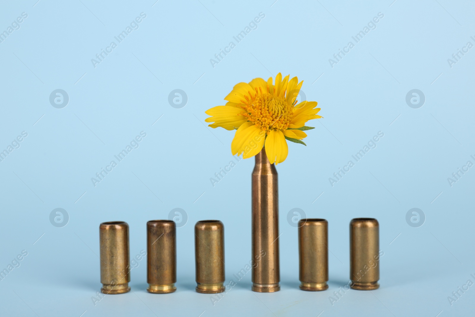 Photo of Bullet cartridge cases and beautiful yellow flower on light blue background
