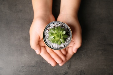 Child holding tin can with beautiful succulent at grey table, top view