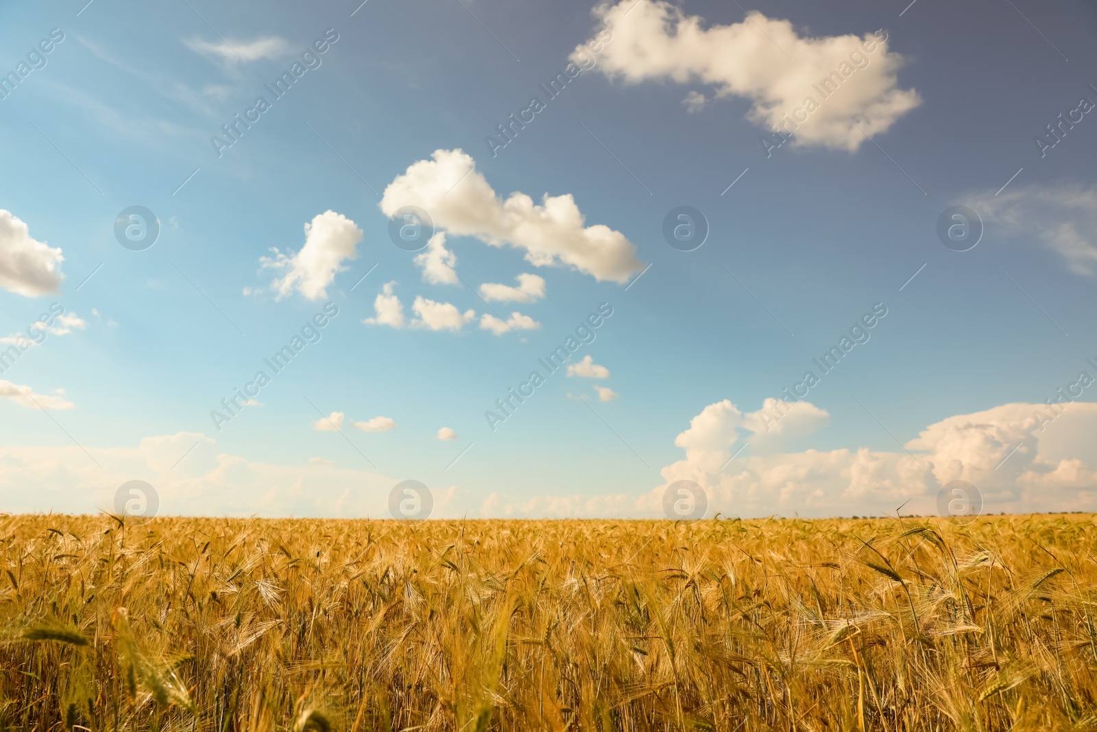 Photo of Wheat grain field on sunny day. Agriculture industry