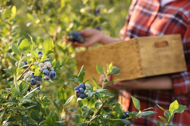 Woman with box picking up wild blueberries outdoors, selective focus. Seasonal berries