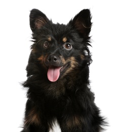 Photo of Cute long haired dog on white background