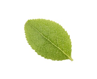 One green bilberry leaf isolated on white, top view