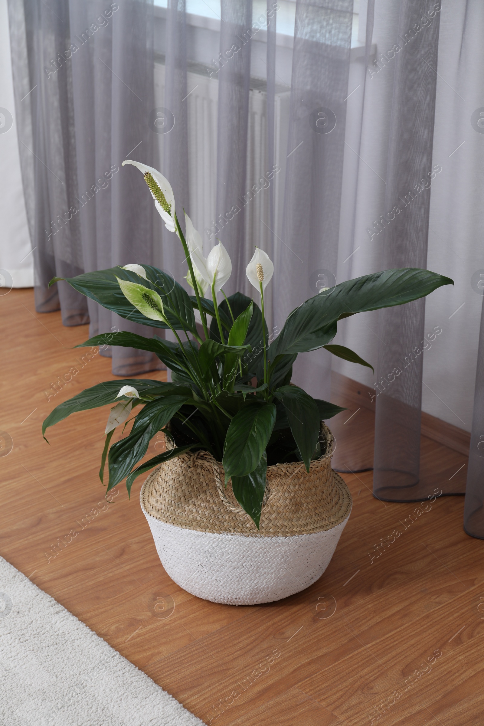 Photo of Beautiful peace lily in wicker pot near window indoors. Interior design idea