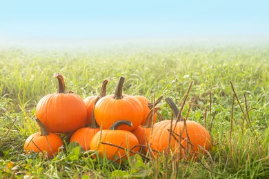Photo of Many ripe orange pumpkins on green grass outdoors, space for text
