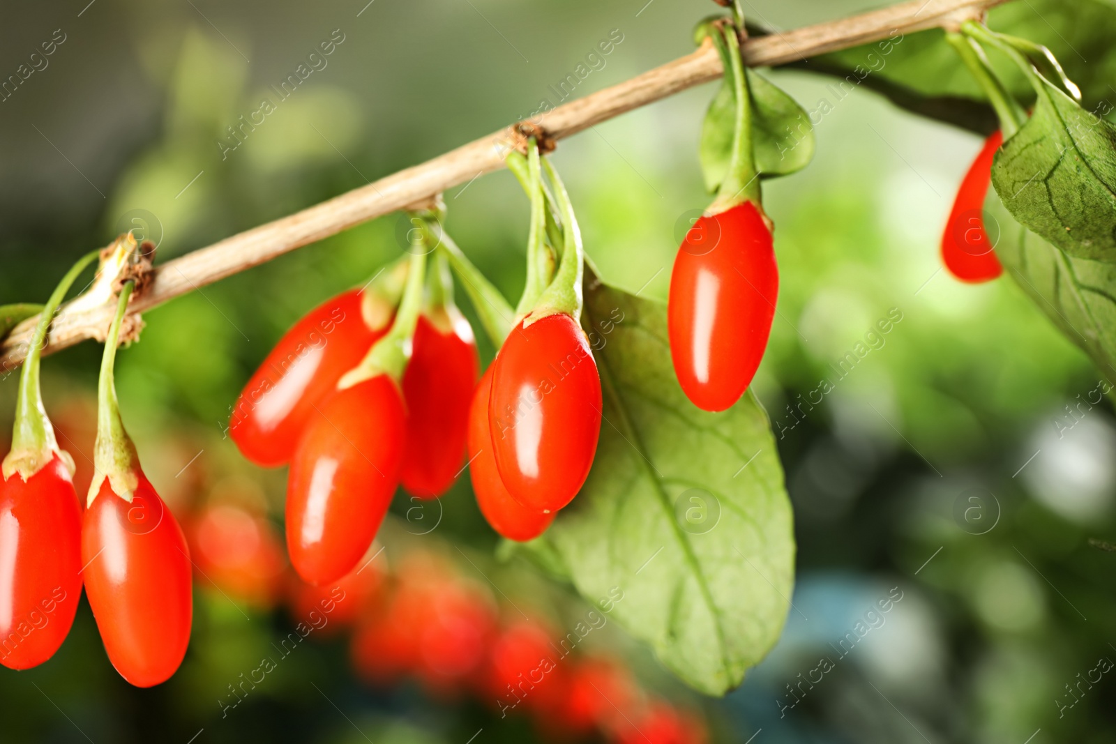 Photo of Branch with ripe fresh goji berries in garden