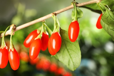 Photo of Branch with ripe fresh goji berries in garden