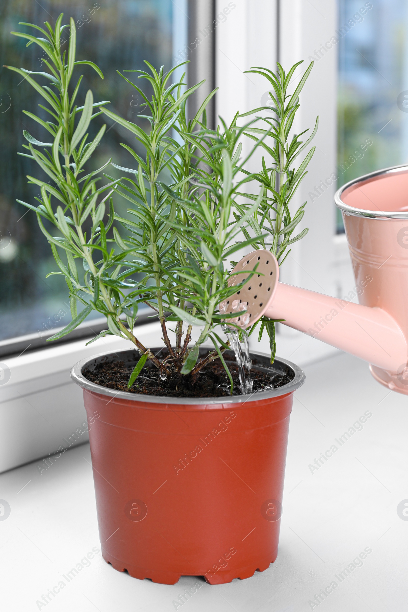 Photo of Watering beautiful green potted rosemary on windowsill indoors