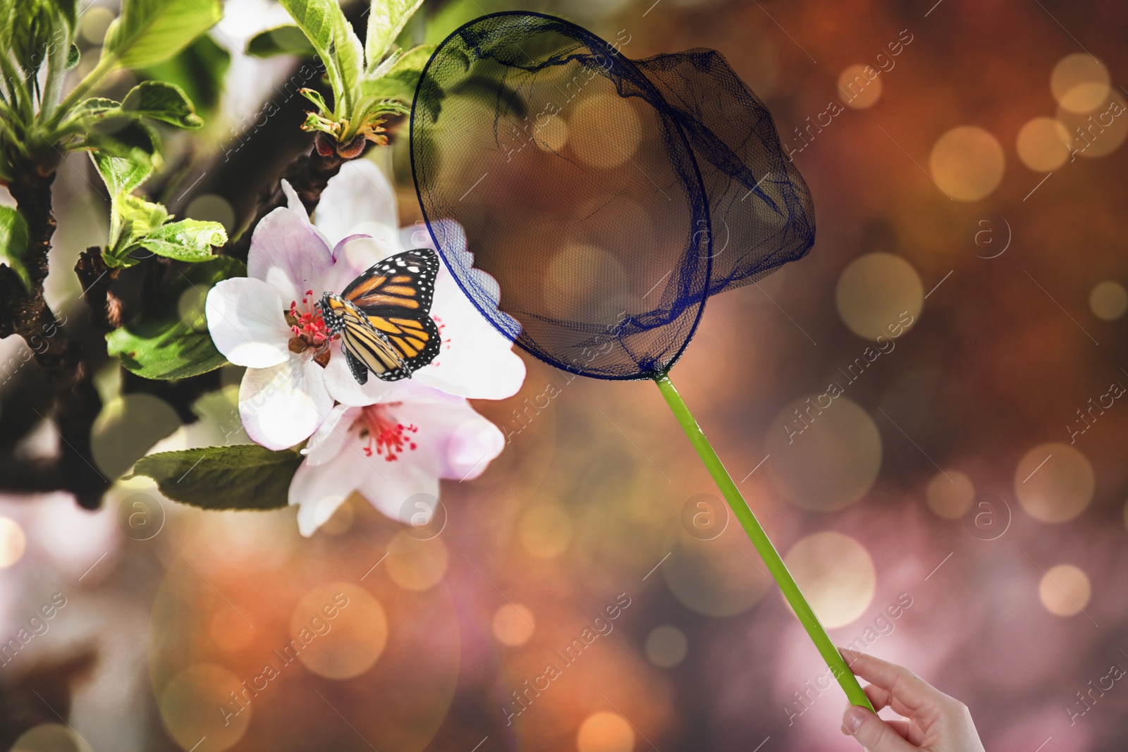 Image of Woman catching butterfly with net outdoos on sunny day, closeup