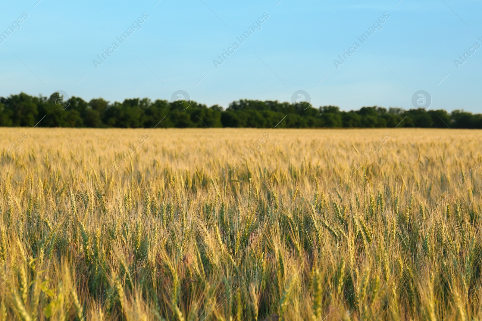 Photo of Beautiful agricultural field with ripening wheat crop