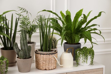 Photo of Many green potted houseplants on table near white wall